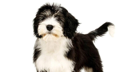 Polish lowland sheepdog hot sale hypoallergenic